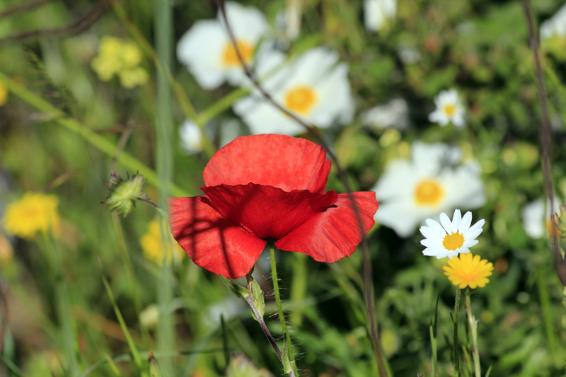 2016-04-20_140457 sardinien-2016.jpg - Frhling auf Sardinen